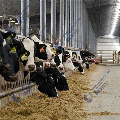 PREFAB HELE OCELNÍ STRUKTERA COWSHED